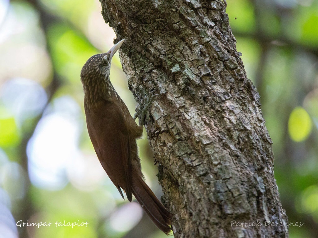 Straight-billed Woodcreeper, identification, habitat, fishing/hunting