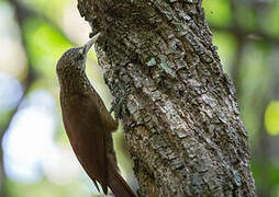 Straight-billed Woodcreeper