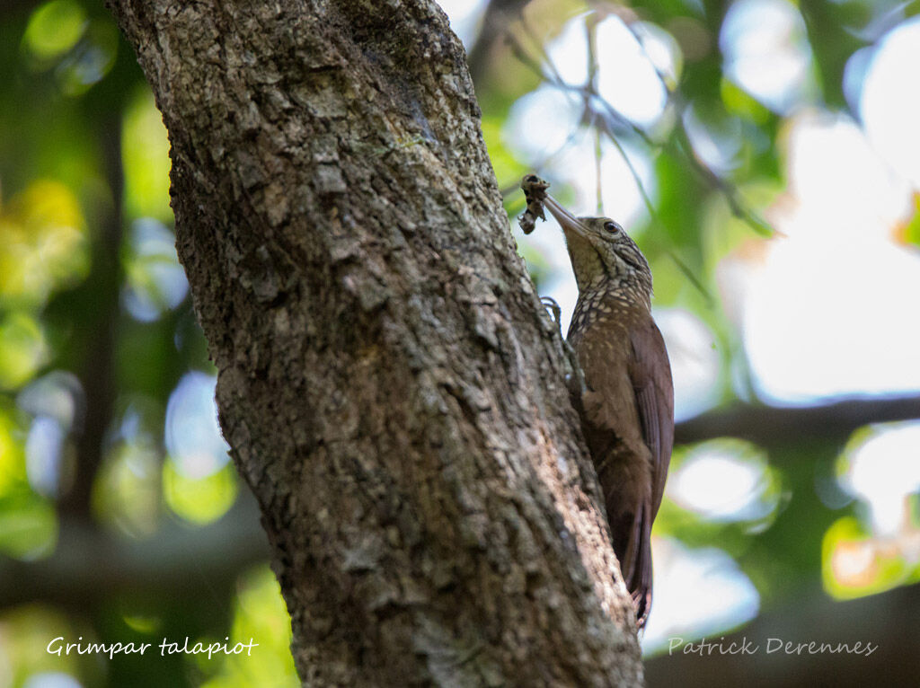 Straight-billed Woodcreeper, identification, habitat, feeding habits, fishing/hunting