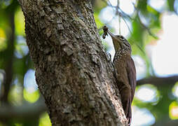 Straight-billed Woodcreeper