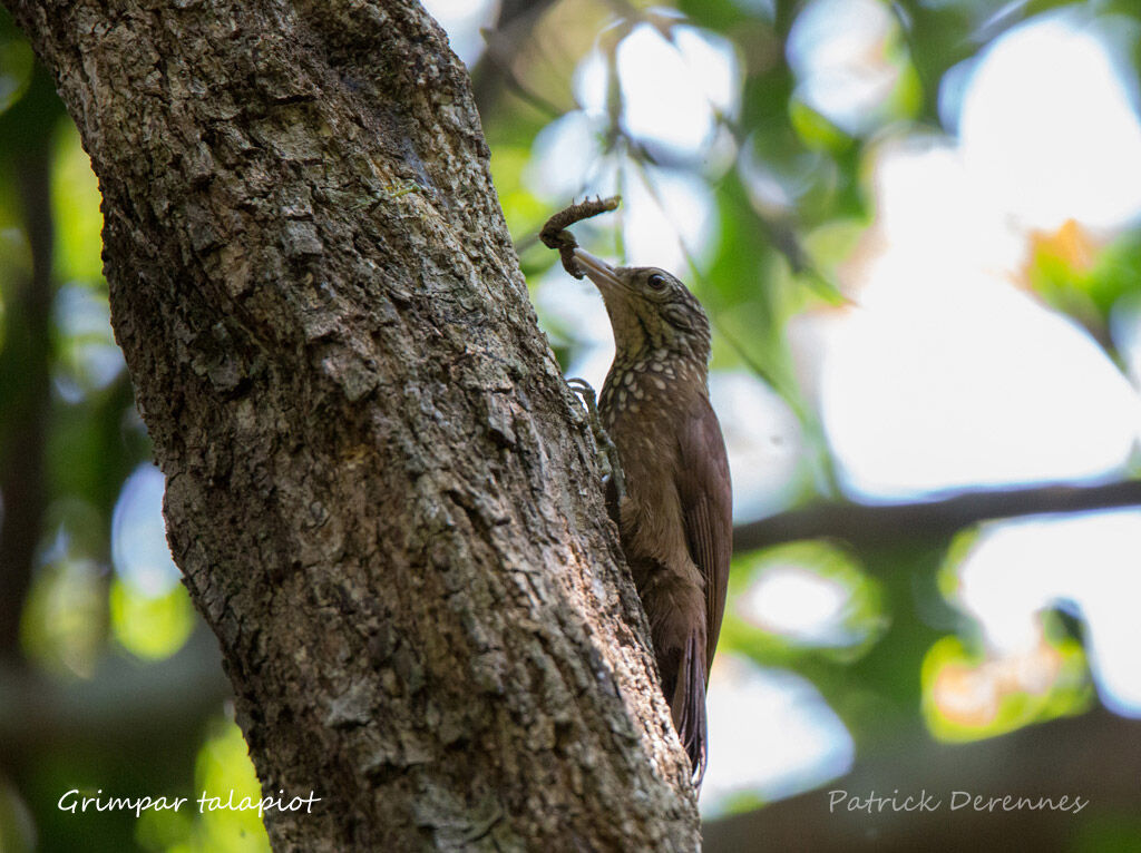 Straight-billed Woodcreeper, identification, habitat, feeding habits, fishing/hunting