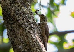 Straight-billed Woodcreeper