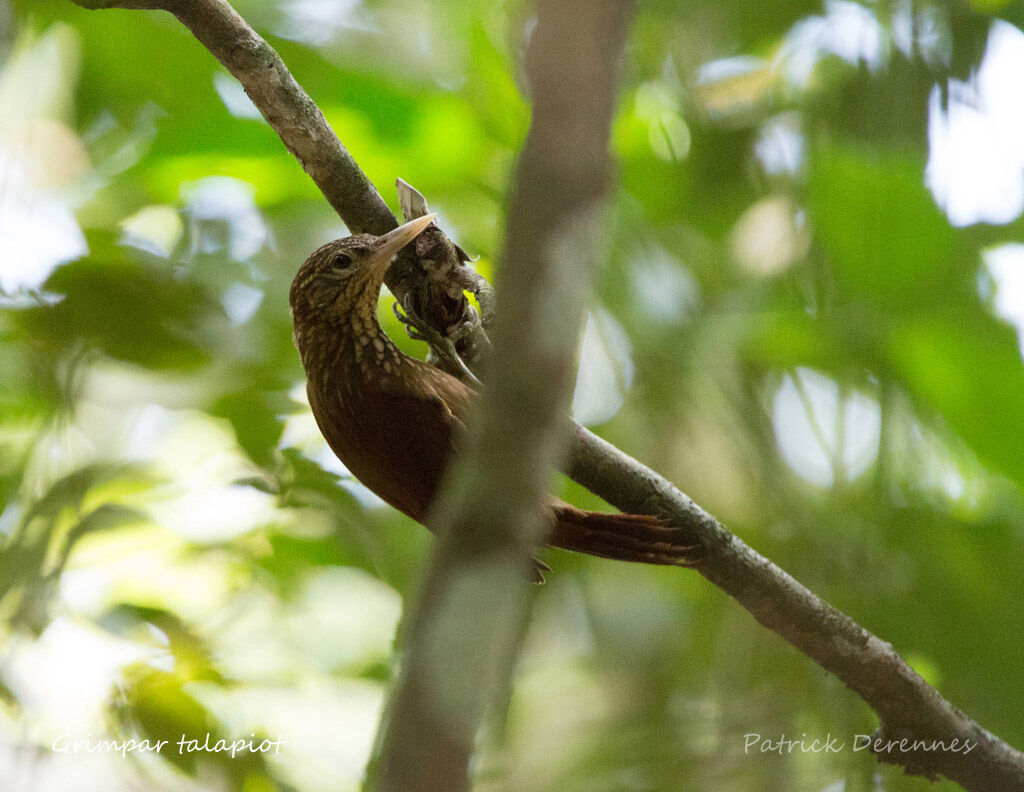 Straight-billed Woodcreeper, identification, habitat