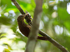 Straight-billed Woodcreeper