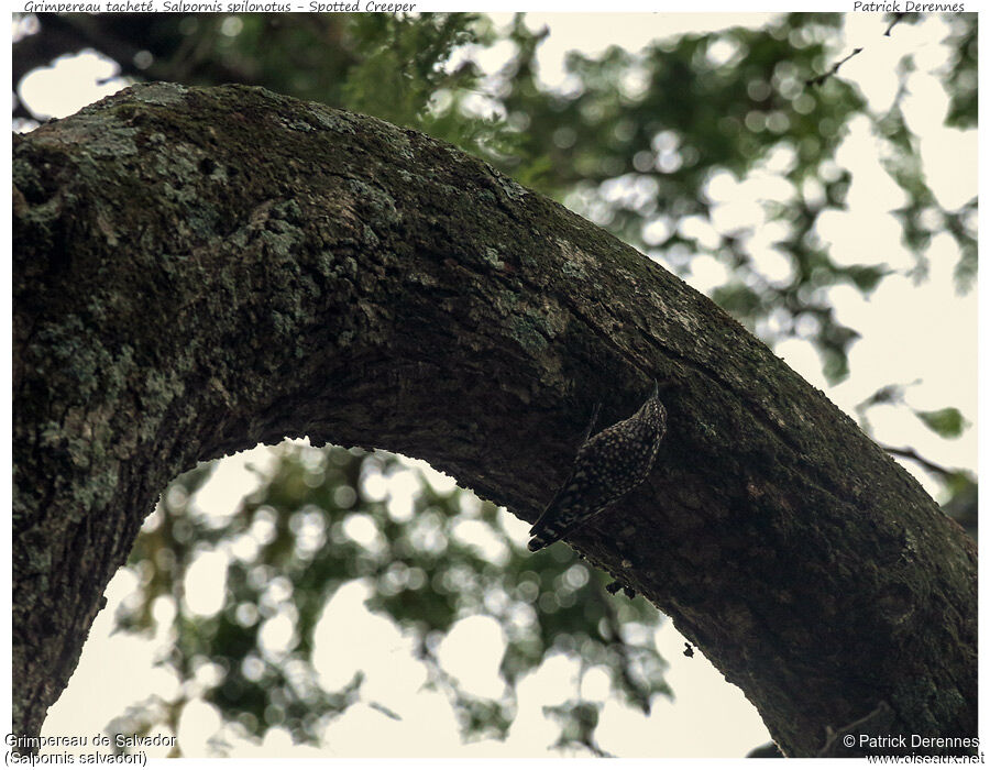 African Spotted Creeper male adult, identification, Behaviour