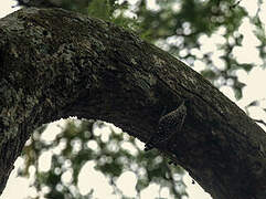 African Spotted Creeper