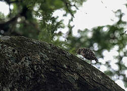 African Spotted Creeper