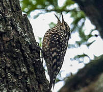 African Spotted Creeper