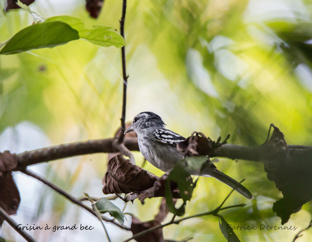 Large-billed Antwren, identification, habitat