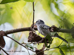 Large-billed Antwren