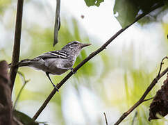 Large-billed Antwren