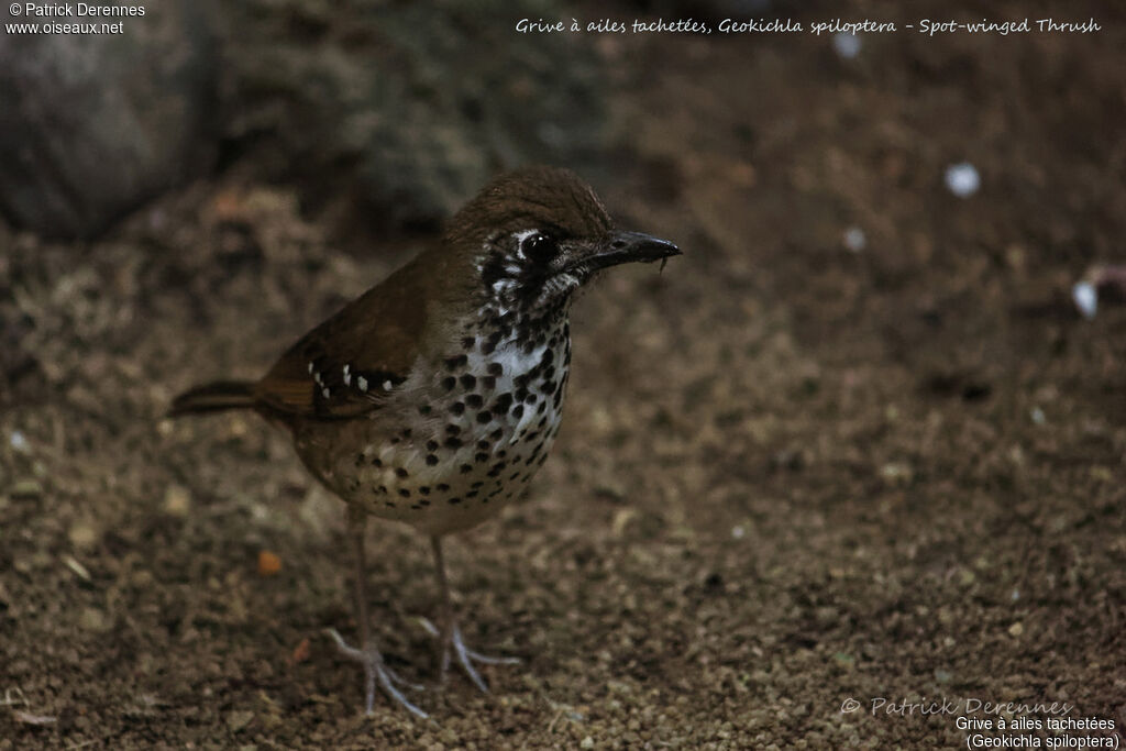 Spot-winged Thrush, identification, habitat