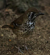 Spot-winged Thrush