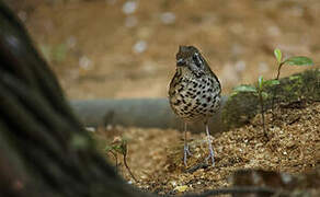 Spot-winged Thrush