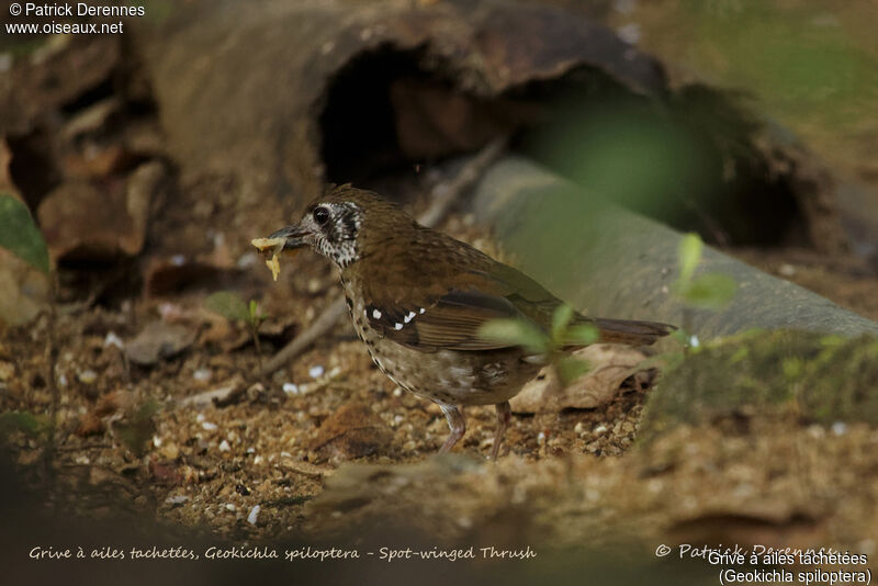 Spot-winged Thrush, identification, habitat