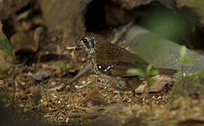 Spot-winged Thrush