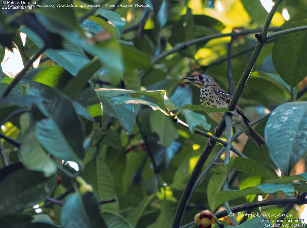 Spot-winged Thrush male, identification, habitat, song