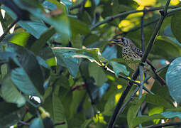 Spot-winged Thrush