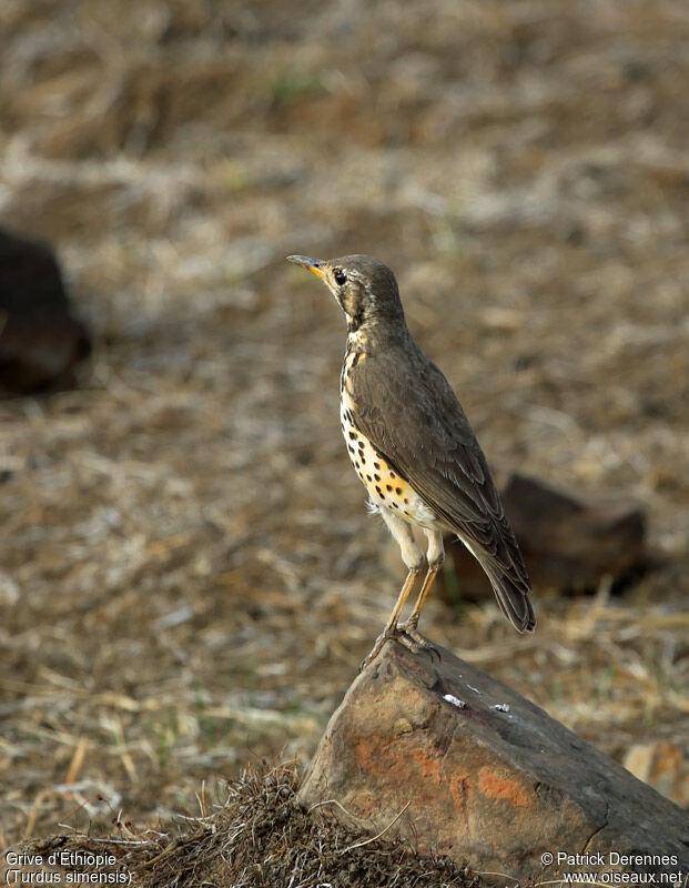 Grive d'Éthiopieadulte, identification, Comportement