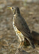 Ethiopian Thrush