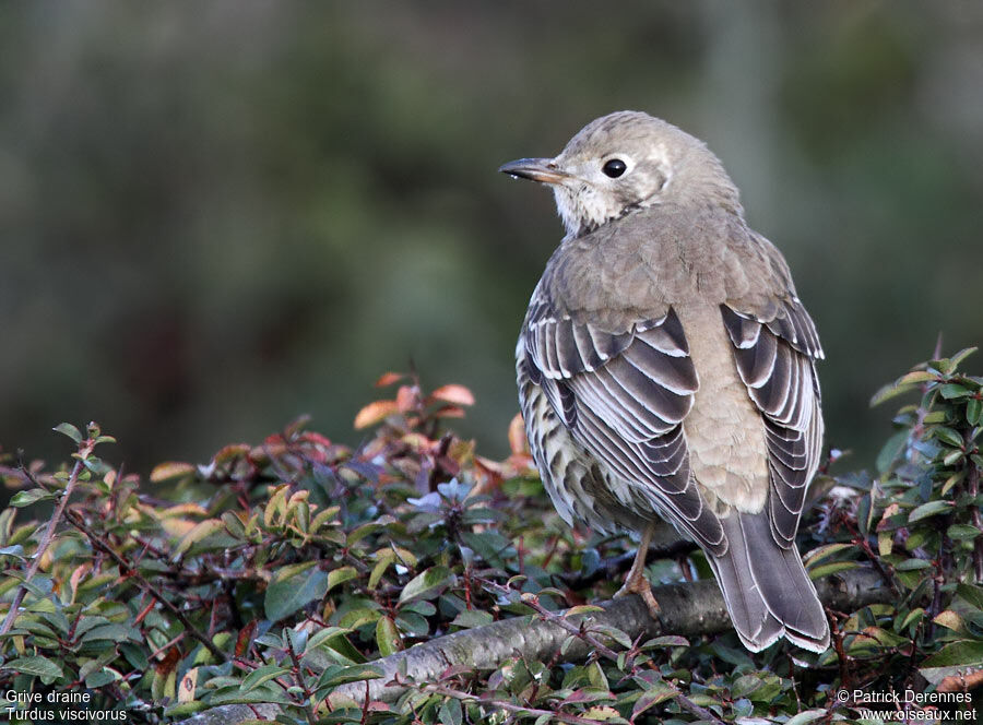 Mistle Thrush, identification