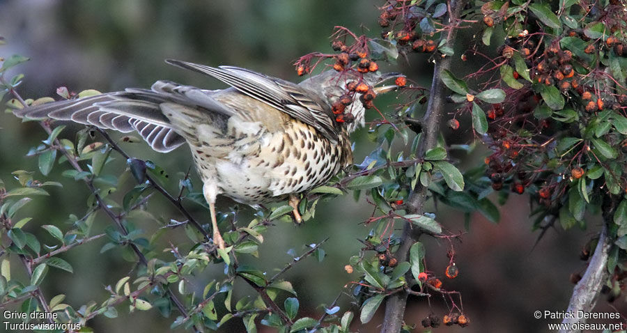 Mistle Thrush, identification