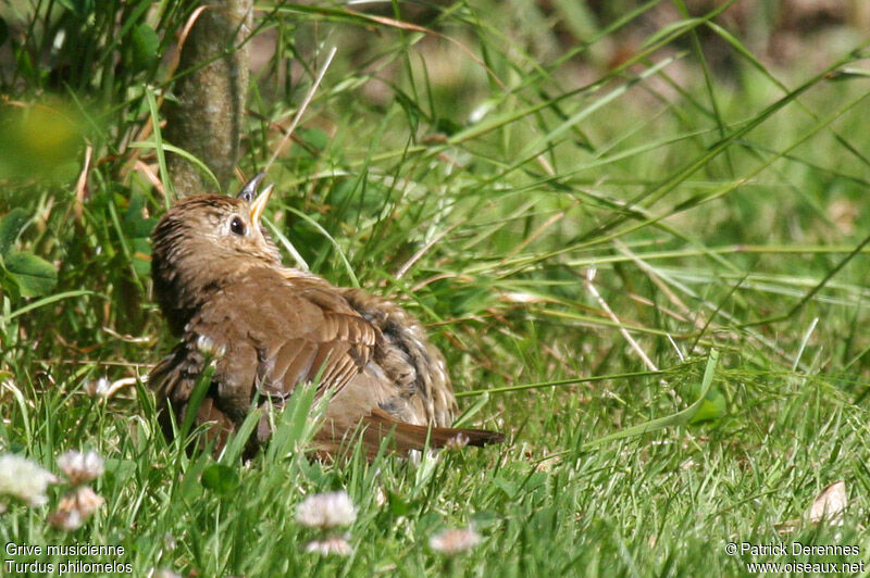 Song Thrushadult, identification, Behaviour