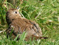 Song Thrush