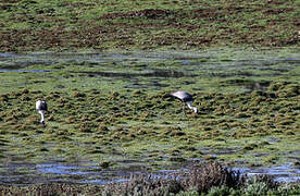 Wattled Crane