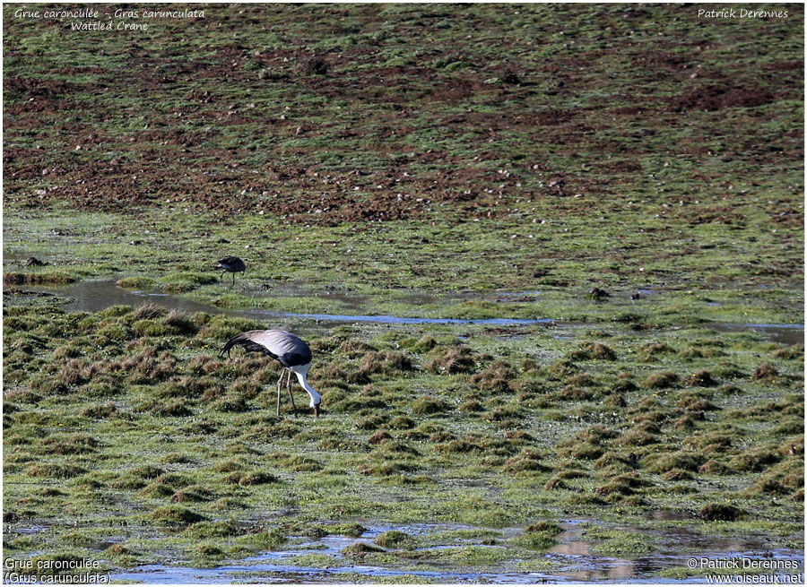 Grue caronculéeadulte, identification