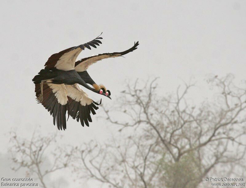 Black Crowned Crane