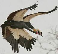 Black Crowned Crane