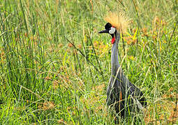 Grey Crowned Crane