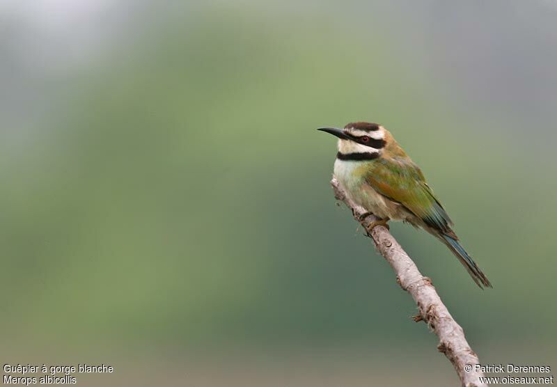 White-throated Bee-eaterjuvenile