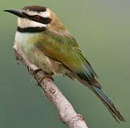 White-throated Bee-eater