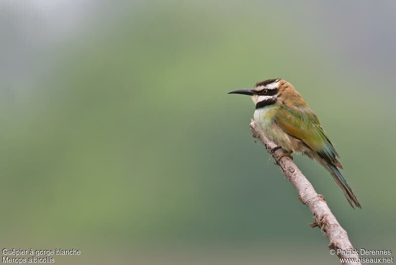 White-throated Bee-eater