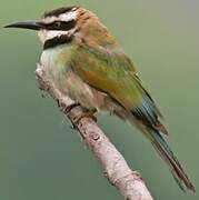 White-throated Bee-eater