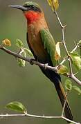 Red-throated Bee-eater