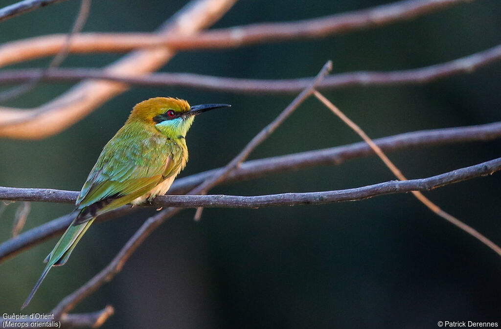 Green Bee-eater