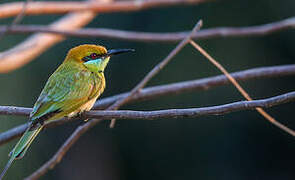 Green Bee-eater