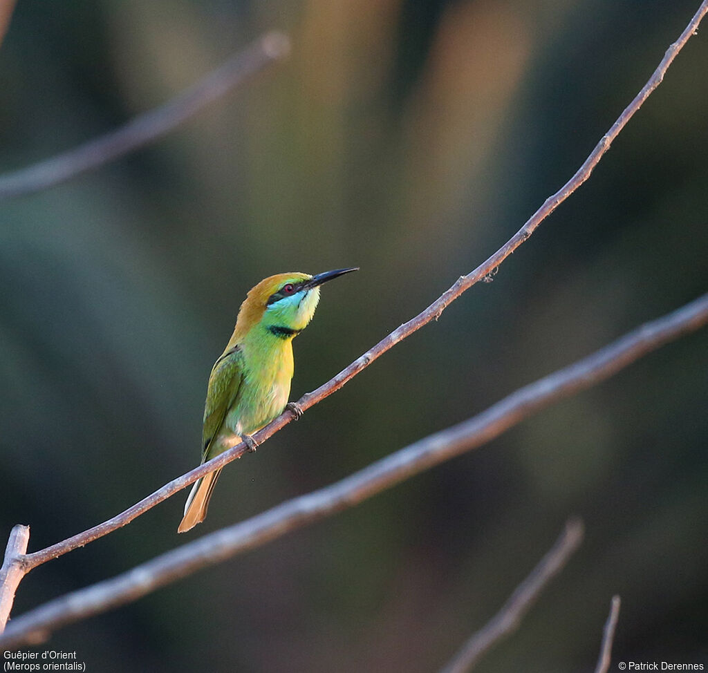 Asian Green Bee-eater