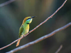 Green Bee-eater