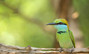 Asian Green Bee-eater