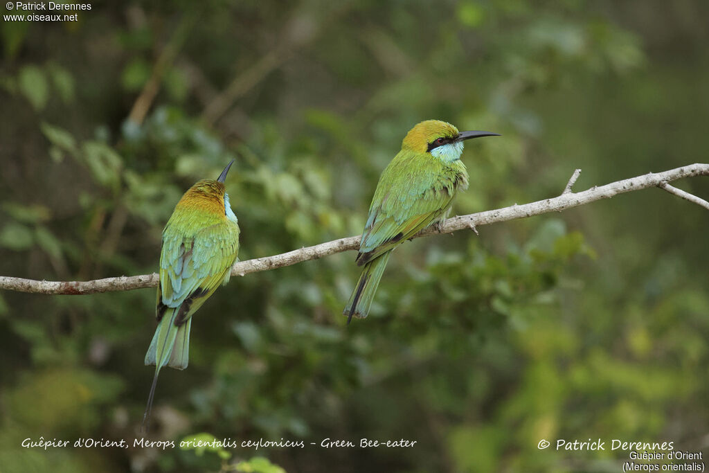 Green Bee-eater, identification