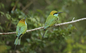 Green Bee-eater