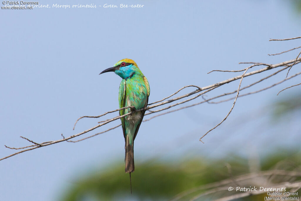 Asian Green Bee-eater, identification, close-up portrait