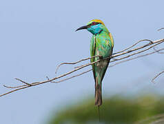 Asian Green Bee-eater