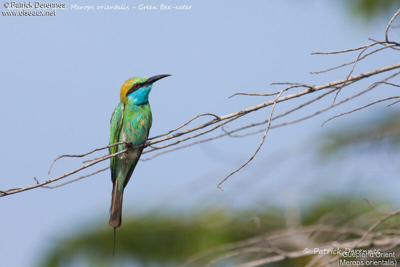 Asian Green Bee-eater, identification, close-up portrait