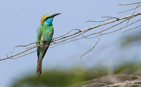 Green Bee-eater