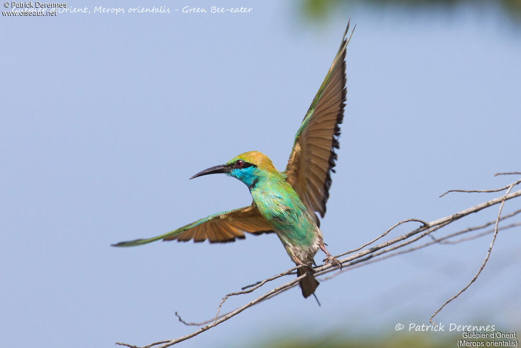 Green Bee-eater, close-up portrait, Flight